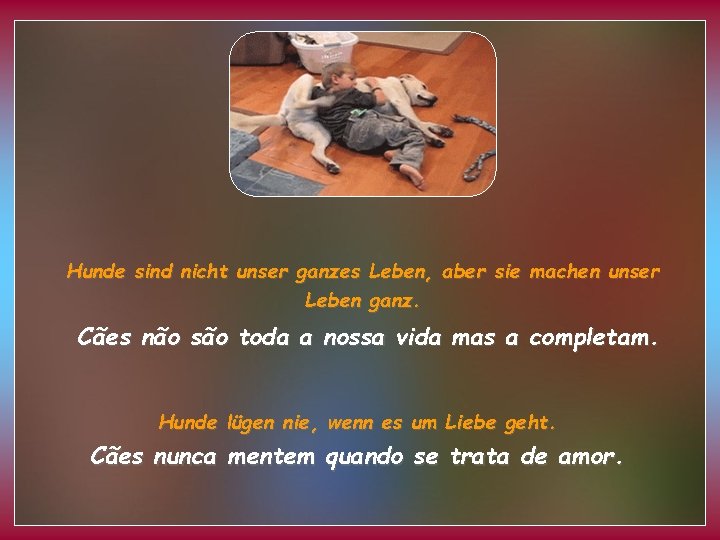 Hunde sind nicht unser ganzes Leben, aber sie machen unser Leben ganz. Cães não