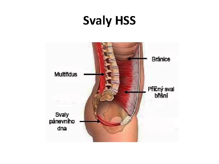 Svaly HSS 