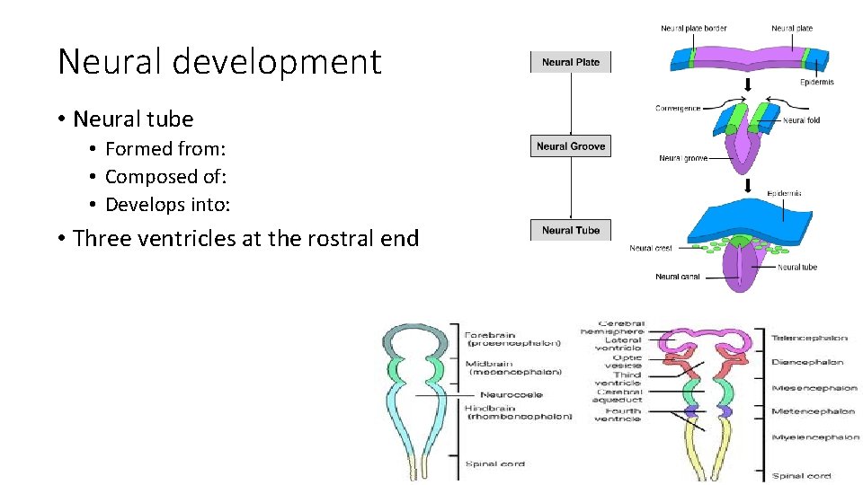 Neural development • Neural tube • Formed from: • Composed of: • Develops into: