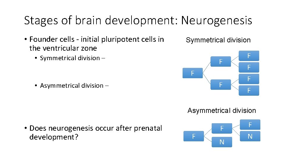 Stages of brain development: Neurogenesis • Founder cells - initial pluripotent cells in the
