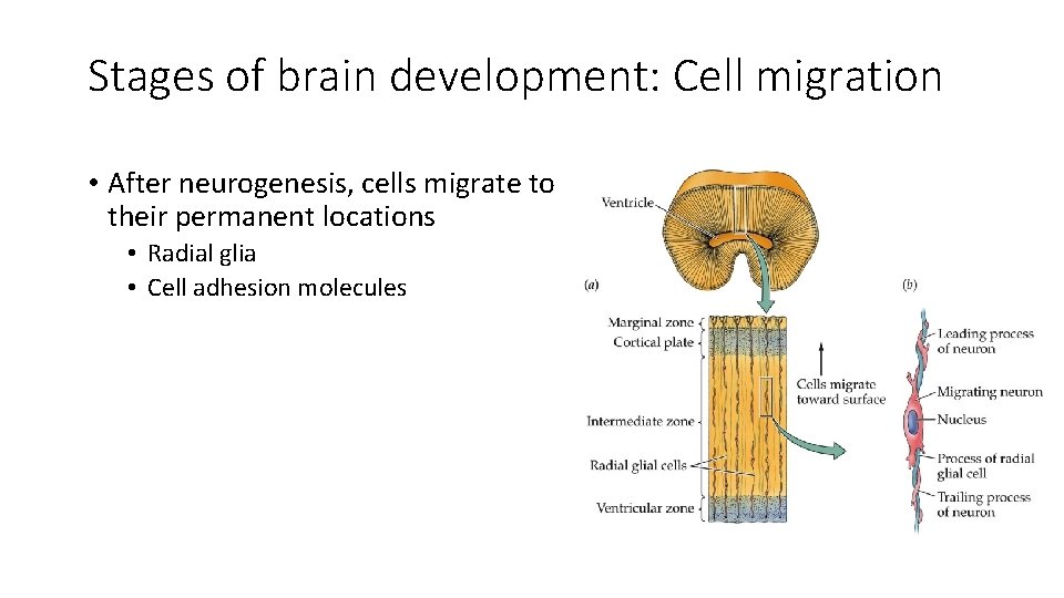 Stages of brain development: Cell migration • After neurogenesis, cells migrate to their permanent