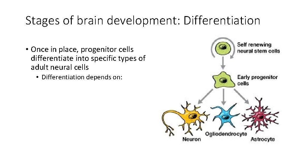 Stages of brain development: Differentiation • Once in place, progenitor cells differentiate into specific