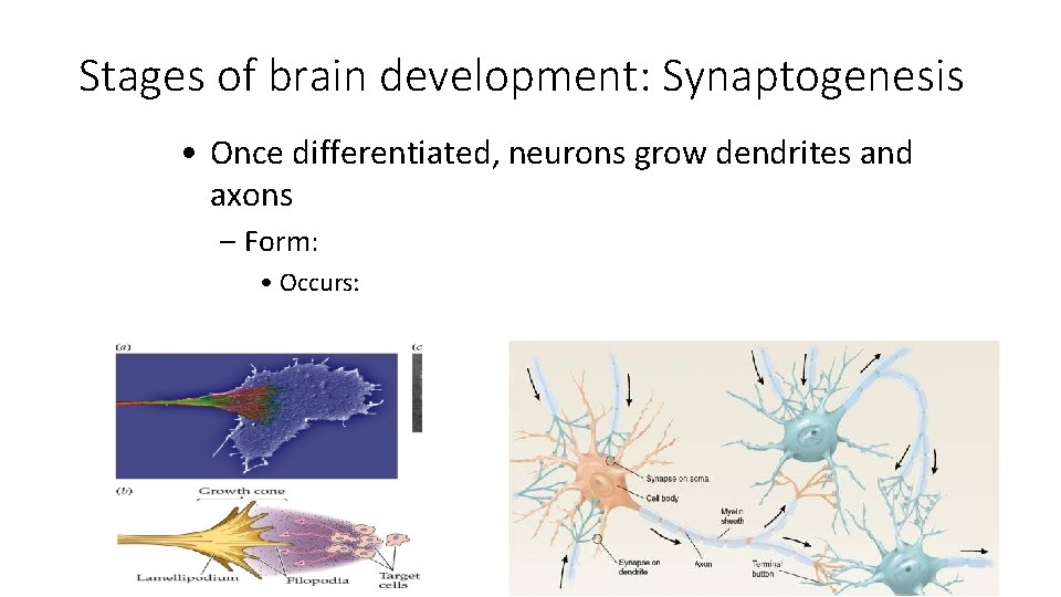 Stages of brain development: Synaptogenesis • Once differentiated, neurons grow dendrites and axons –