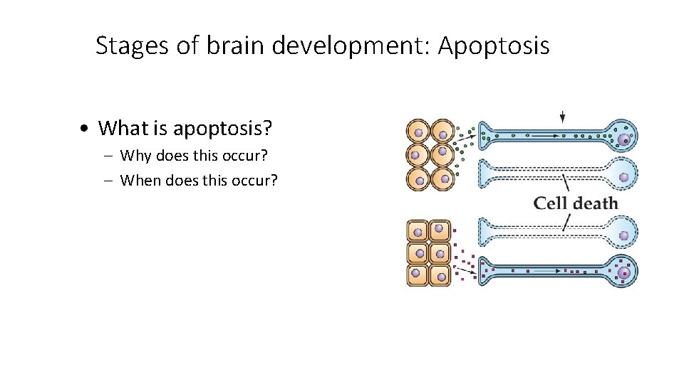 Stages of brain development: Apoptosis • What is apoptosis? – Why does this occur? Stages of brain development: Apoptosis • What is apoptosis? – Why does this occur?