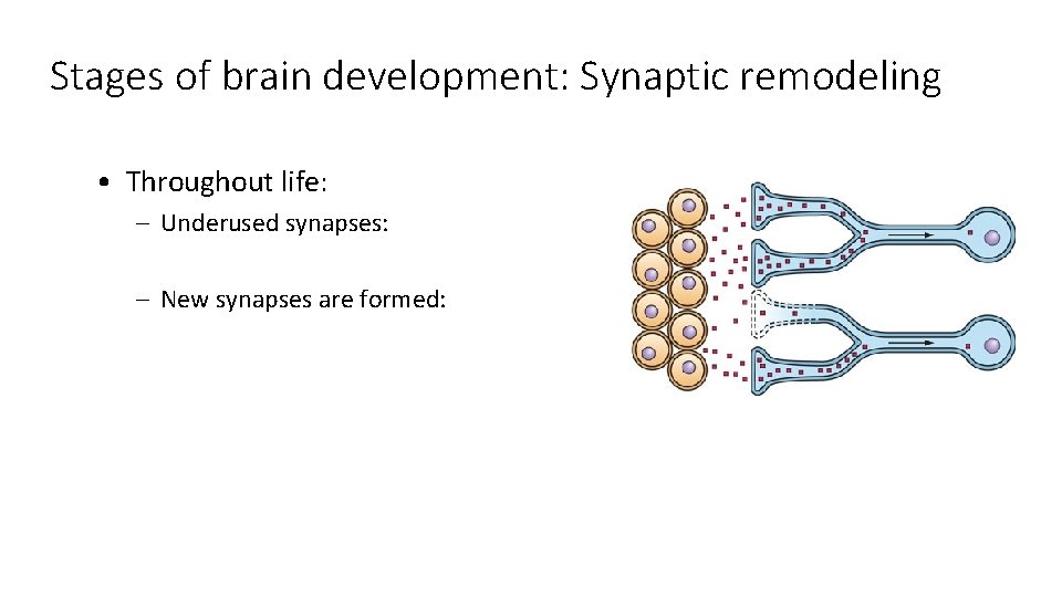 Stages of brain development: Synaptic remodeling • Throughout life: – Underused synapses: – New Stages of brain development: Synaptic remodeling • Throughout life: – Underused synapses: – New