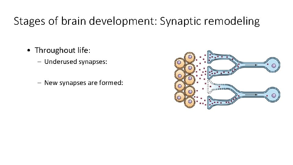 Stages of brain development: Synaptic remodeling • Throughout life: – Underused synapses: – New