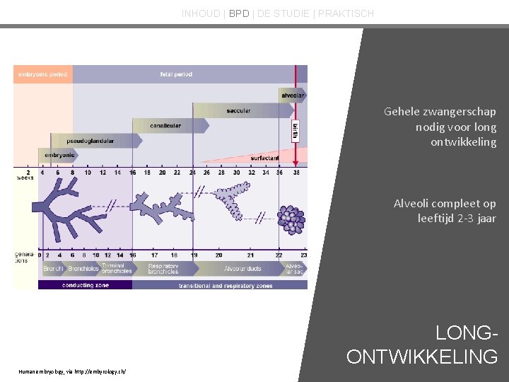 INHOUD | BPD | DE STUDIE | PRAKTISCH Gehele zwangerschap nodig voor long ontwikkeling