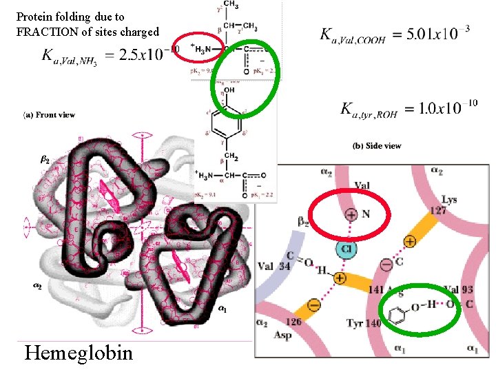 Protein folding due to FRACTION of sites charged Hemeglobin 
