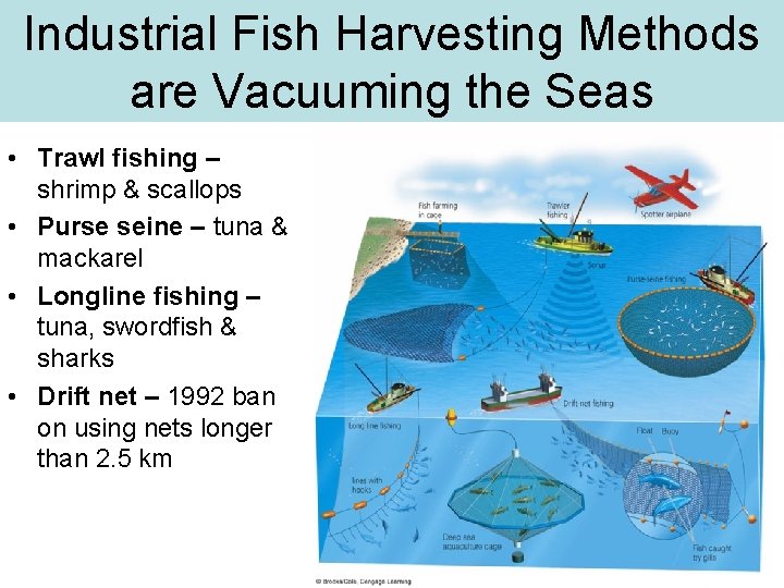 Industrial Fish Harvesting Methods are Vacuuming the Seas • Trawl fishing – shrimp &