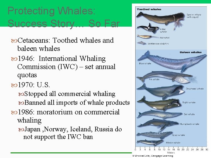 Protecting Whales: Success Story… So Far Cetaceans: Toothed whales and baleen whales 1946: International