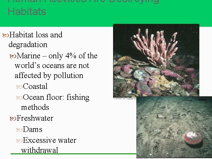 Human Activities Are Destroying Habitats Habitat loss and degradation Marine – only 4% of