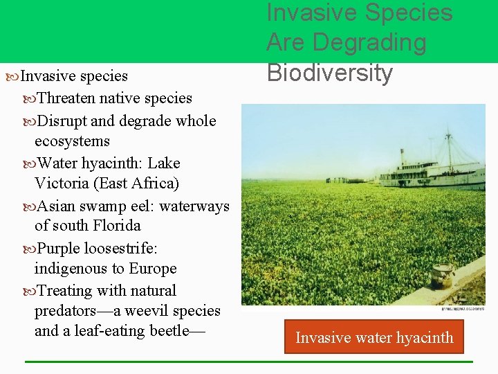  Invasive species Invasive Species Are Degrading Biodiversity Threaten native species Disrupt and degrade