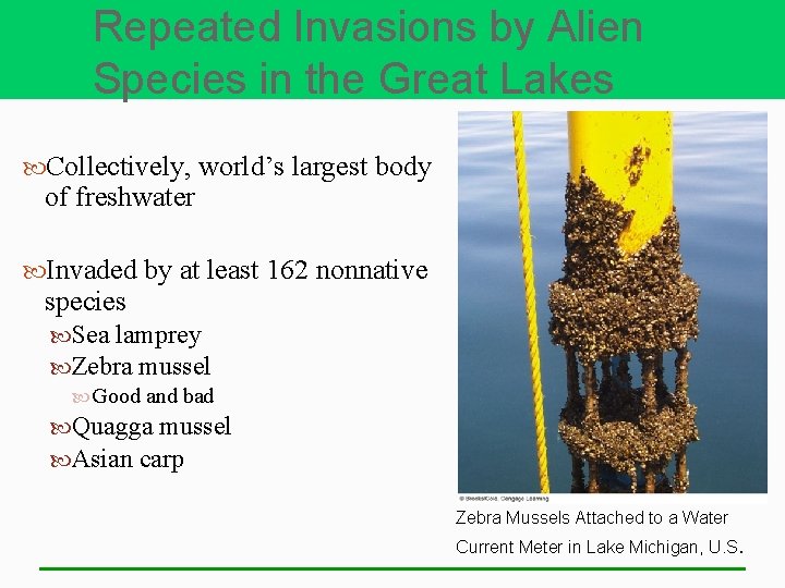 Repeated Invasions by Alien Species in the Great Lakes Collectively, world’s largest body of