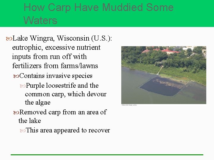 How Carp Have Muddied Some Waters Lake Wingra, Wisconsin (U. S. ): eutrophic, excessive