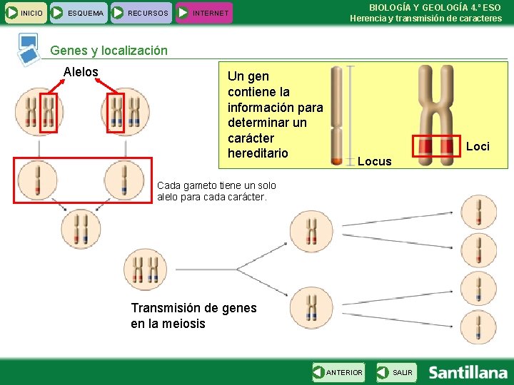 INICIO ESQUEMA RECURSOS INTERNET BIOLOGÍA Y GEOLOGÍA 4. º ESO Herencia y transmisión de