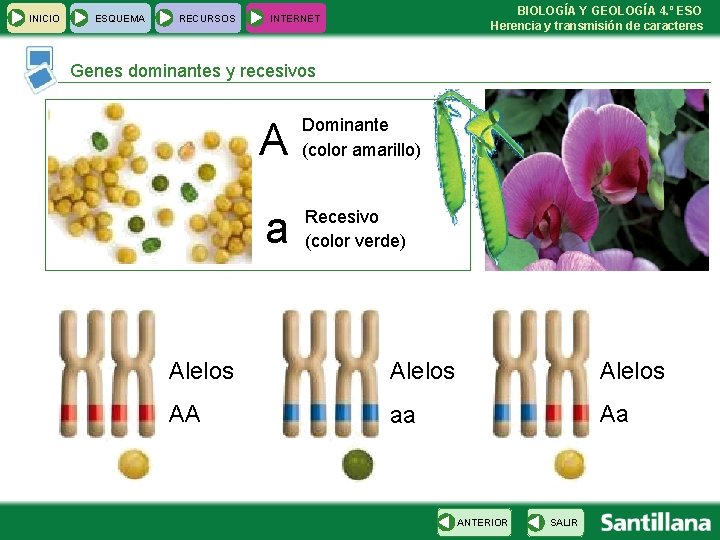 INICIO ESQUEMA RECURSOS BIOLOGÍA Y GEOLOGÍA 4. º ESO Herencia y transmisión de caracteres