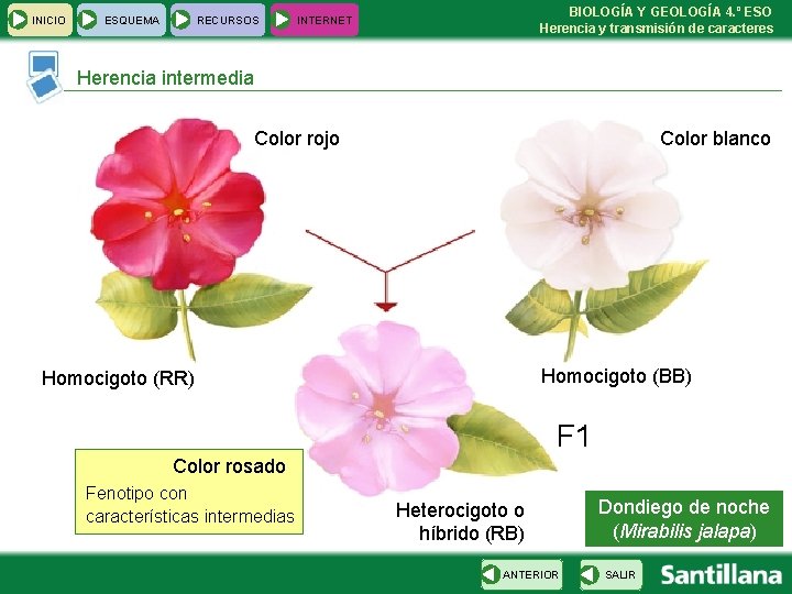 INICIO ESQUEMA RECURSOS BIOLOGÍA Y GEOLOGÍA 4. º ESO Herencia y transmisión de caracteres