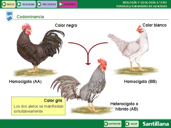 INICIO ESQUEMA RECURSOS INTERNET BIOLOGÍA Y GEOLOGÍA 4. º ESO Herencia y transmisión de