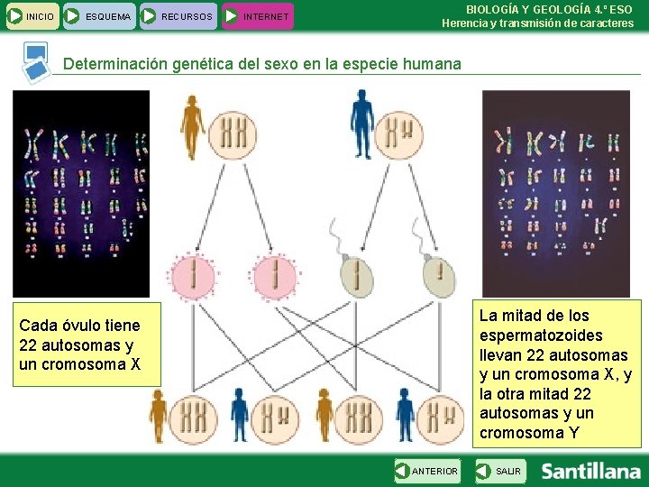 INICIO ESQUEMA RECURSOS INTERNET BIOLOGÍA Y GEOLOGÍA 4. º ESO Herencia y transmisión de