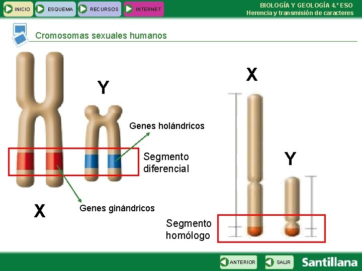 INICIO ESQUEMA RECURSOS BIOLOGÍA Y GEOLOGÍA 4. º ESO Herencia y transmisión de caracteres