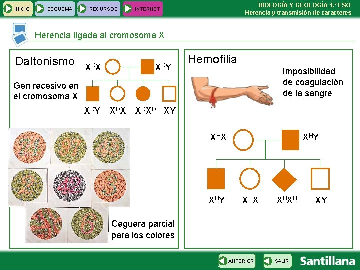 INICIO ESQUEMA RECURSOS BIOLOGÍA Y GEOLOGÍA 4. º ESO Herencia y transmisión de caracteres