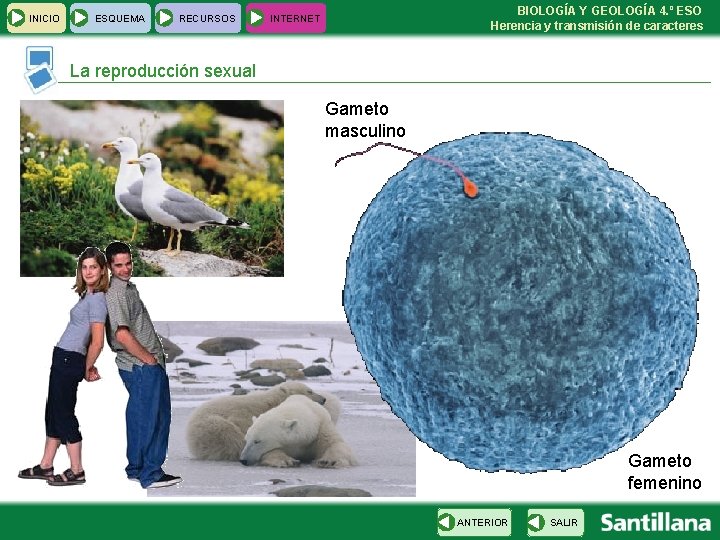 INICIO ESQUEMA RECURSOS BIOLOGÍA Y GEOLOGÍA 4. º ESO Herencia y transmisión de caracteres