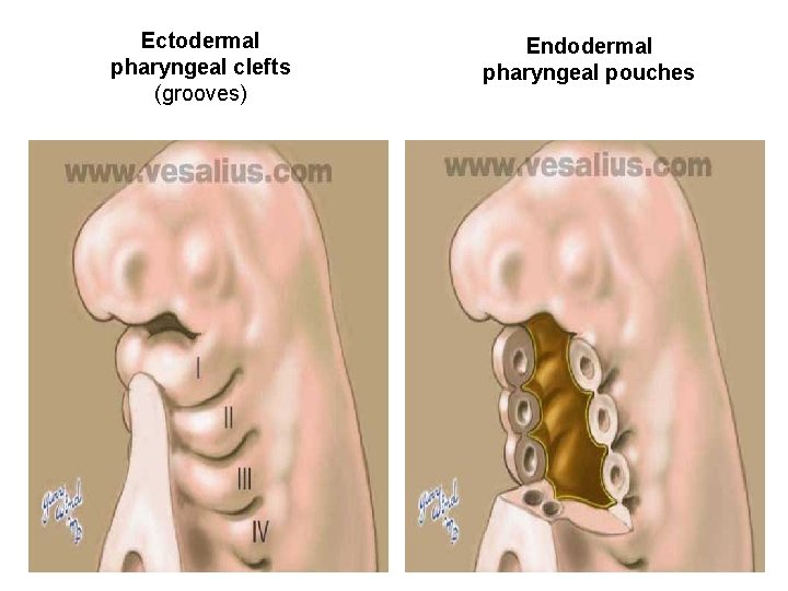 Ectodermal pharyngeal clefts (grooves) Endodermal pharyngeal pouches 