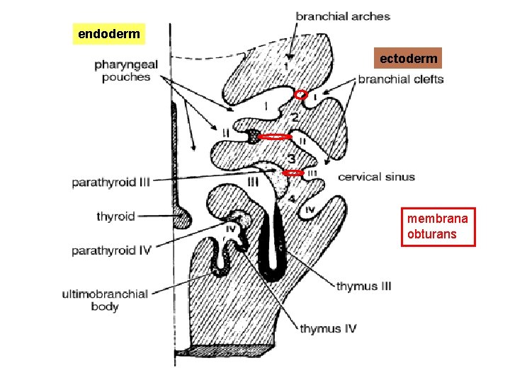 endoderm ectoderm membrana obturans 