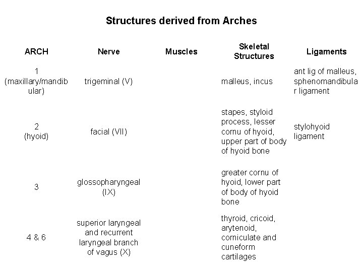 Structures derived from Arches ARCH 1 (maxillary/mandib ular) 2 (hyoid) Nerve trigeminal (V) facial