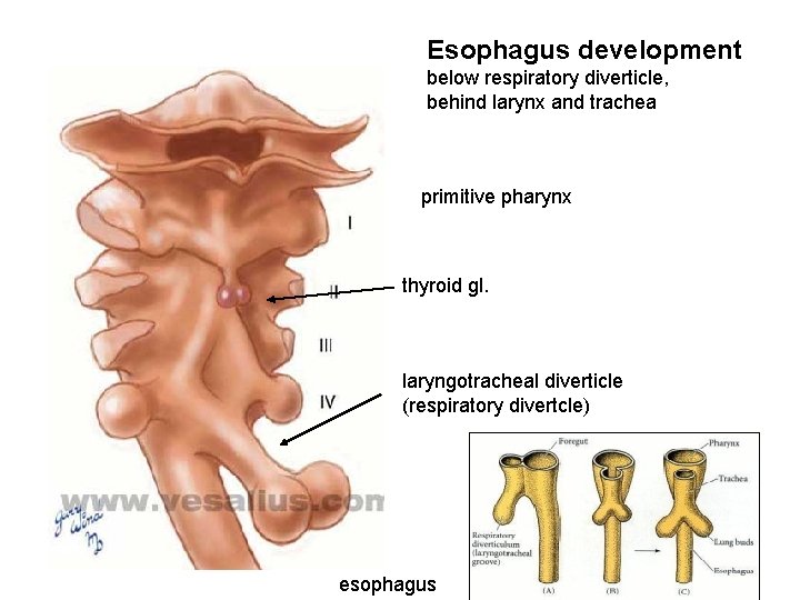 Esophagus development below respiratory diverticle, behind larynx and trachea primitive pharynx thyroid gl. laryngotracheal