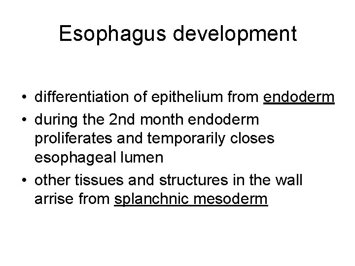 Esophagus development • differentiation of epithelium from endoderm • during the 2 nd month