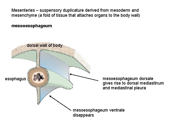Mesenteries – suspensory duplicature derived from mesoderm and mesenchyme (a fold of tissue that