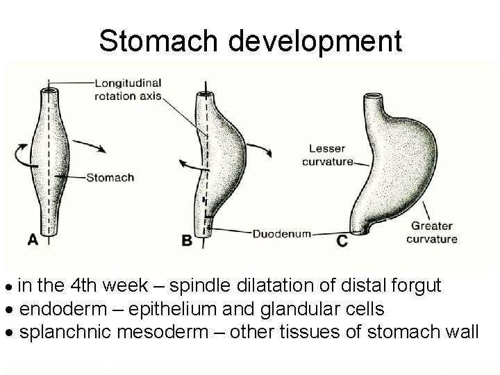 Stomach development in the 4 th week – spindle dilatation of distal forgut endoderm