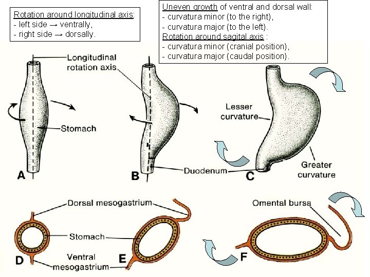 Rotation around longitudinal axis: - left side → ventrally, - right side → dorsally.