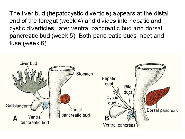 The liver bud (hepatocystic diverticle) appears at the distal end of the foregut (week