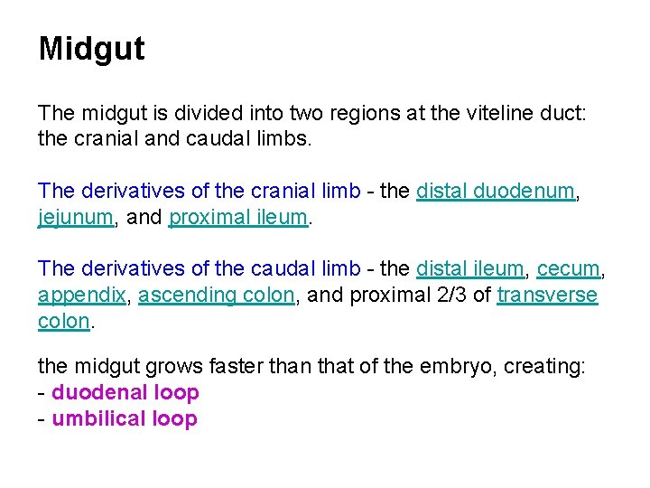 Midgut The midgut is divided into two regions at the viteline duct: the cranial