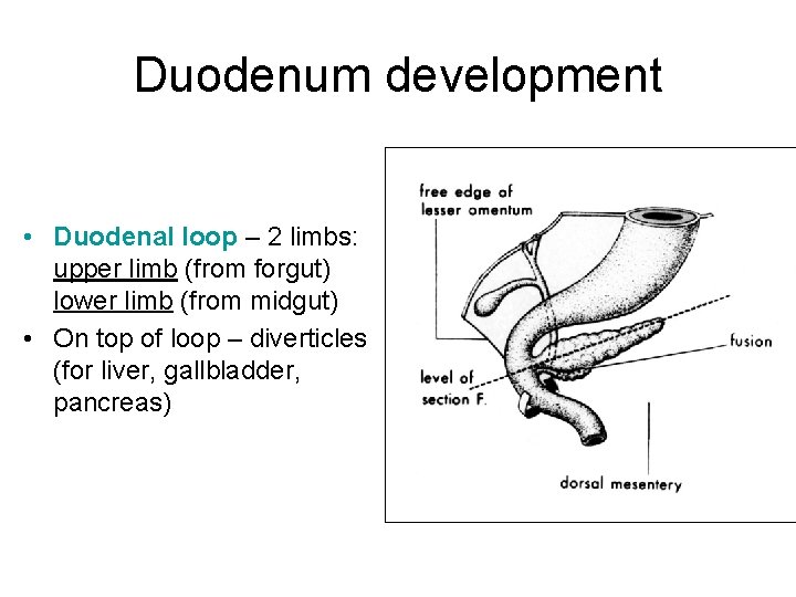 Duodenum development • Duodenal loop – 2 limbs: upper limb (from forgut) lower limb