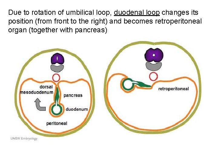 Due to rotation of umbilical loop, duodenal loop changes its position (from front to