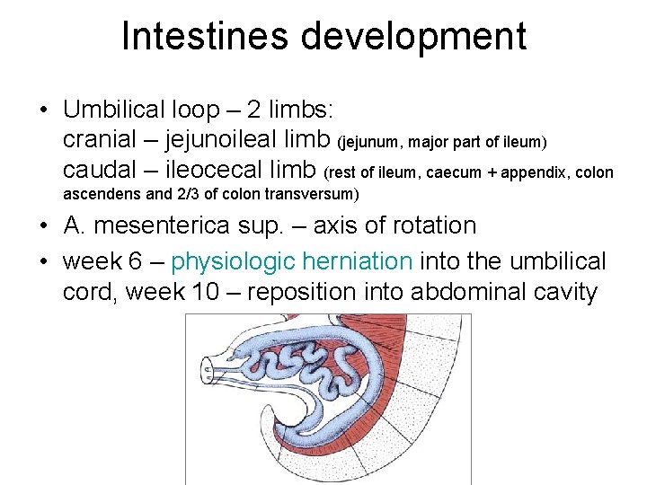 Intestines development • Umbilical loop – 2 limbs: cranial – jejunoileal limb (jejunum, major