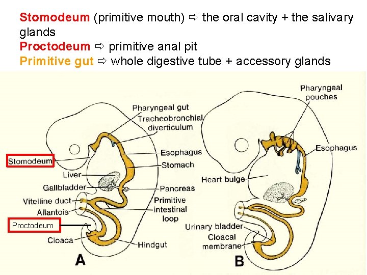 Stomodeum (primitive mouth) the oral cavity + the salivary glands Proctodeum primitive anal pit