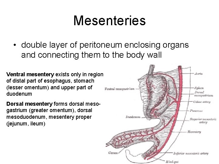 Mesenteries • double layer of peritoneum enclosing organs and connecting them to the body