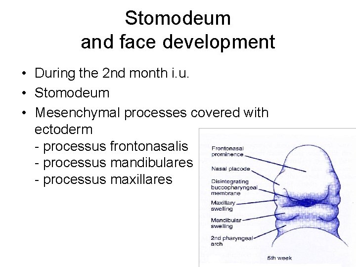Stomodeum and face development • During the 2 nd month i. u. • Stomodeum