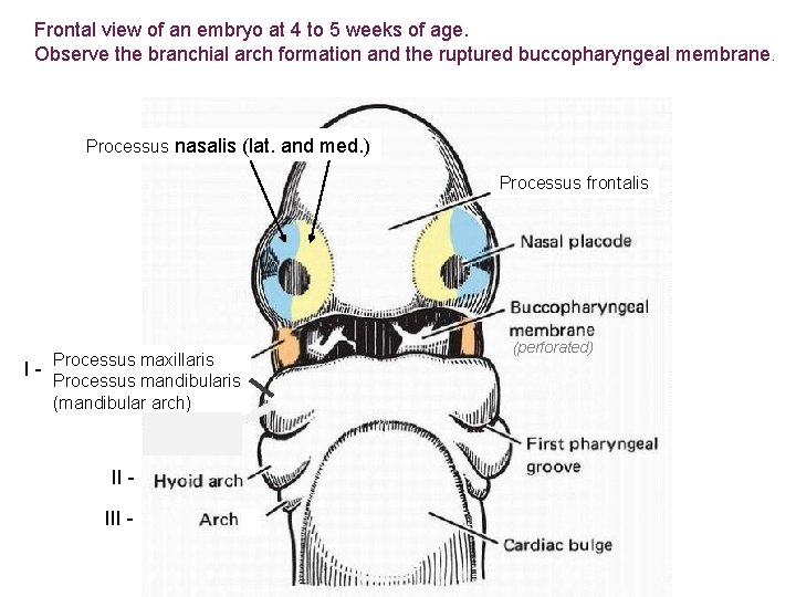 Frontal view of an embryo at 4 to 5 weeks of age. Observe the