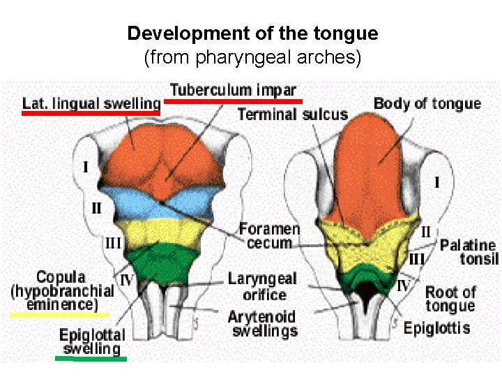 Development of the tongue (from pharyngeal arches) 