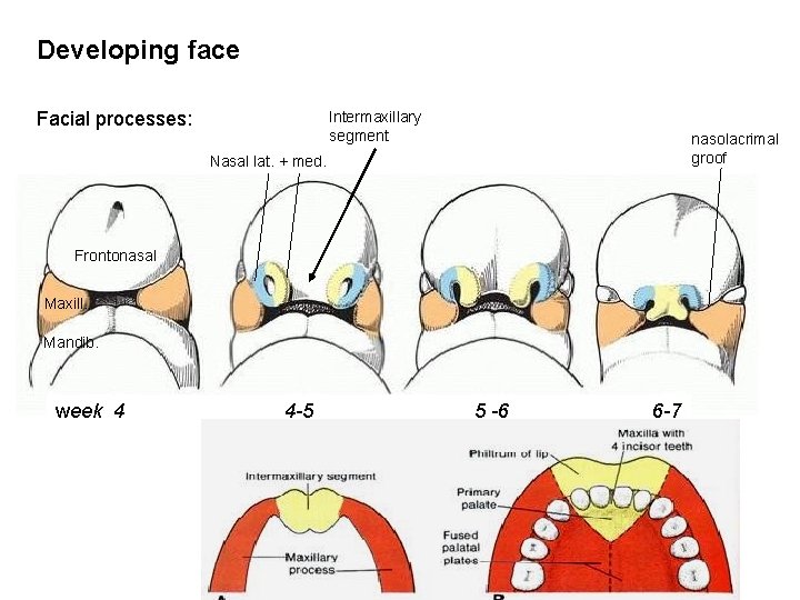 Developing face Facial processes: Intermaxillary segment nasolacrimal groof Nasal lat. + med. Frontonasal Maxill.