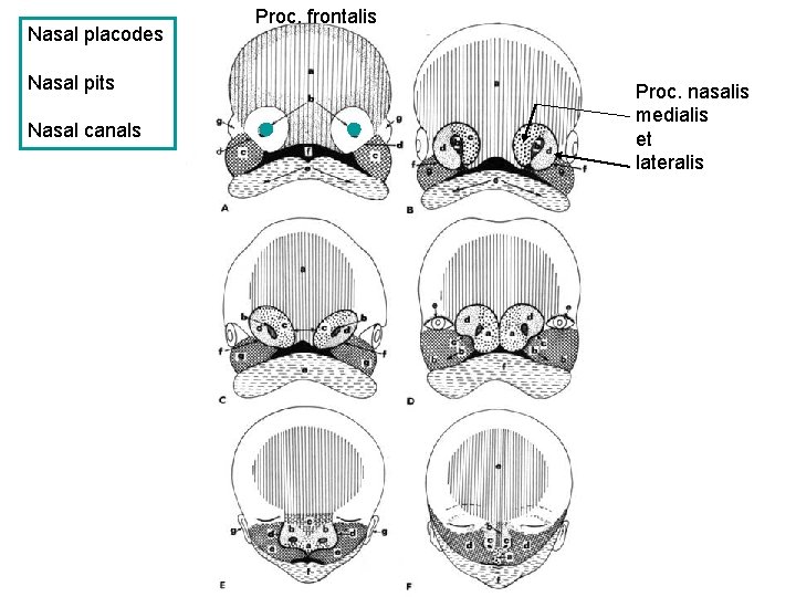 Nasal placodes Nasal pits Nasal canals Proc. frontalis Proc. nasalis medialis et lateralis 