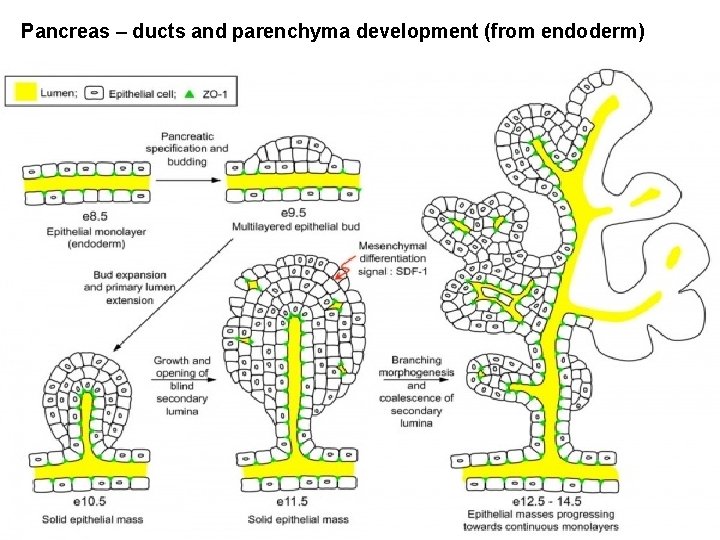 Pancreas – ducts and parenchyma development (from endoderm) 