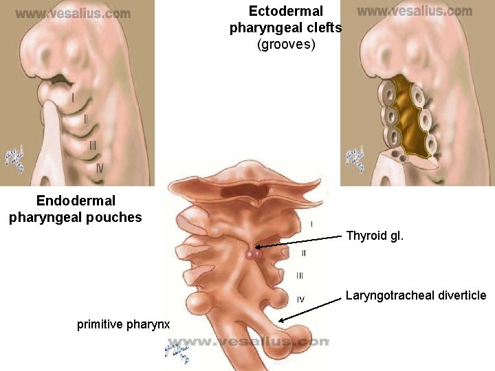 Ectodermal pharyngeal clefts (grooves) Endodermal pharyngeal pouches Thyroid gl. Laryngotracheal diverticle primitive pharynx 
