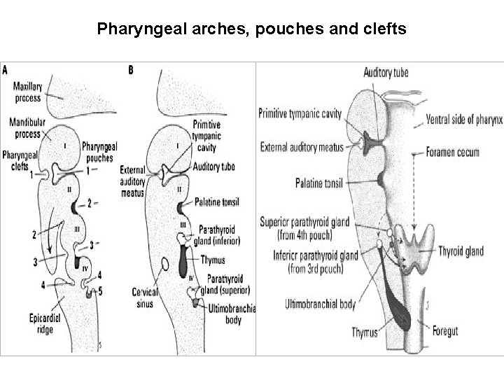 Pharyngeal arches, pouches and clefts 