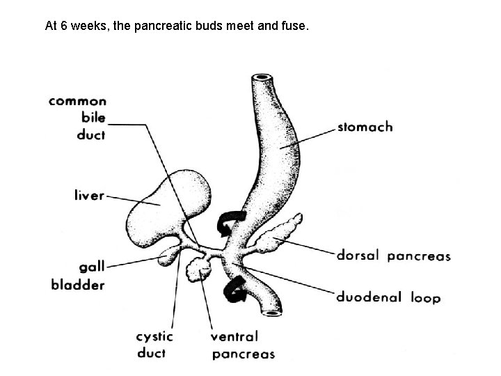 At 6 weeks, the pancreatic buds meet and fuse. 